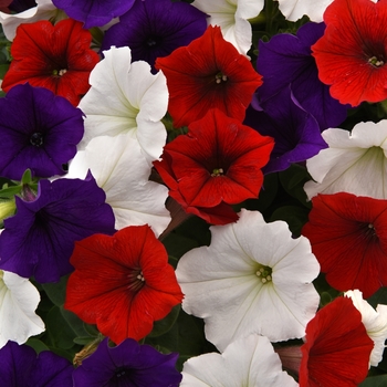 Petunia 'The Flag Mix' 