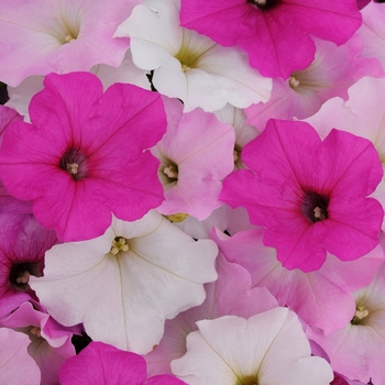 Petunia Easy Wave® 'Sweet Tart Mix'