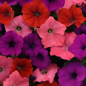 Petunia Easy Wave® 'South Beach Mix'