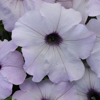 Petunia 'Silver' 