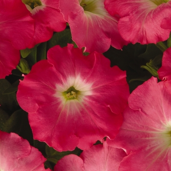 Petunia 'Rosy Dawn' 