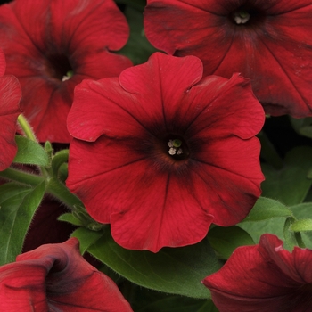 Petunia 'Red Velour' 