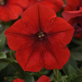 Petunia 'Red' 