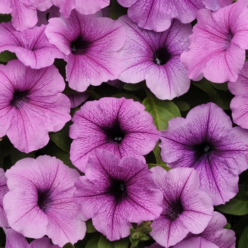 Petunia 'Plum Vein' 