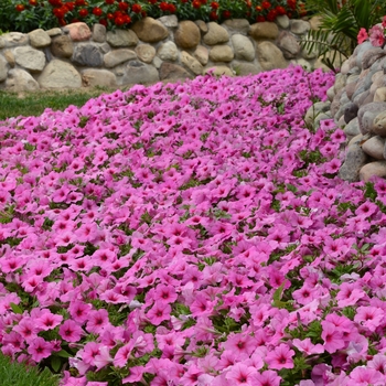 Petunia 'Pink Passion' 