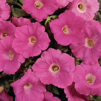 Petunia 'Pink' 