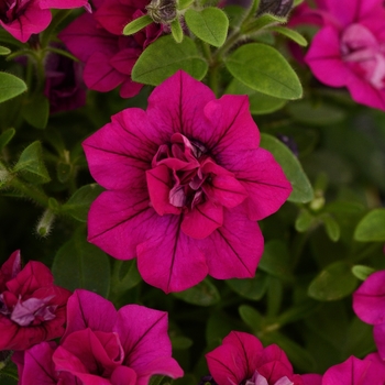 Petunia 'Magenta' 