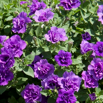 Petunia SweetSunshine™ 'Provence'