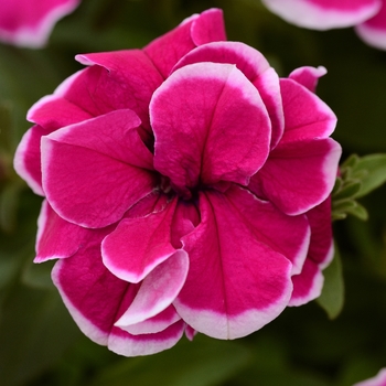 Petunia SweetSunshine™ 'Purple Picotee'