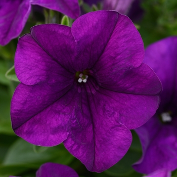 Petunia 'Amethyst' 