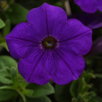 Petunia 'Blue' 