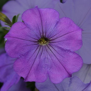 Petunia ColorBlitz™ 'Lavender Shade'