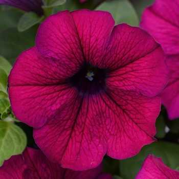 Petunia ColorBlitz™ 'Purple'