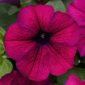 Petunia 'Purple' 