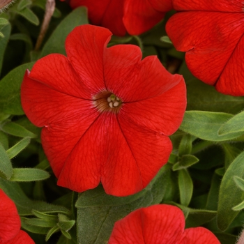 Petunia 'Red' 