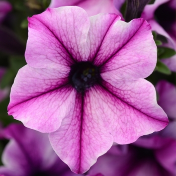 Petunia ColorBlitz™ 'Rose Stardust'