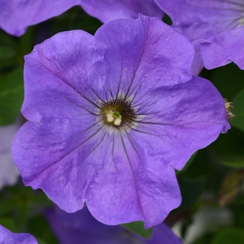 Petunia 'Sky Blue' 