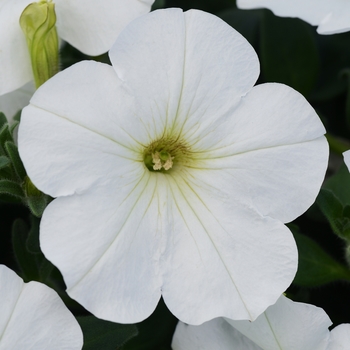 Petunia 'Snowy White' 