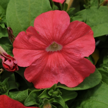 Petunia Pretty Flora™ 'Coral'