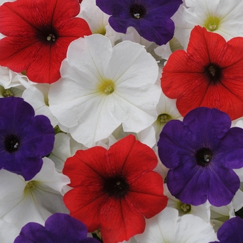 Petunia Pretty Flora™ 'Flag Mix'