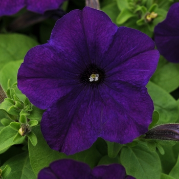 Petunia Pretty Flora™ 'Midnight'