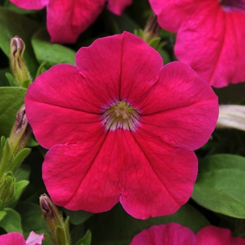 Petunia Pretty Flora™ 'Pink'