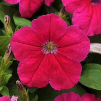 Petunia 'Pink' 