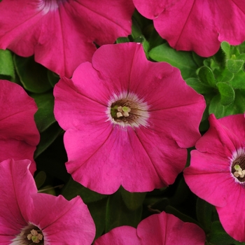 Petunia 'Purple' 