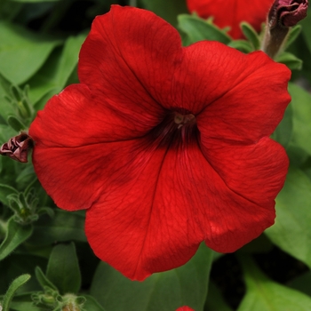 Petunia Pretty Flora™ 'Red'