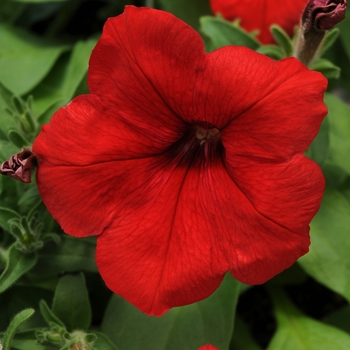 Petunia 'Red' 