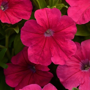 Petunia Pretty Flora™ 'Rose'