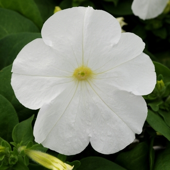 Petunia 'White' 