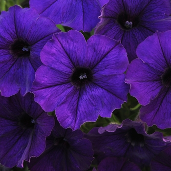 Petunia Sun Spun® 'Blue'