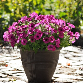 Petunia Sun Spun® 'Burgundy'