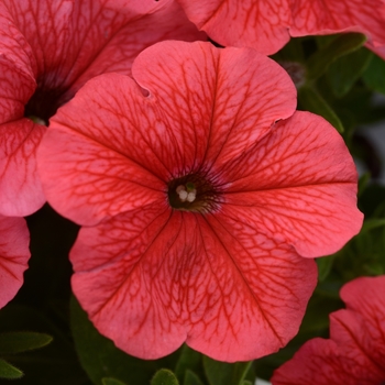 Petunia 'Coral' 