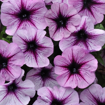 Petunia Sun Spun® 'Lavender Star'