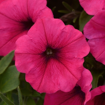 Petunia Sun Spun® 'Neon Pink'