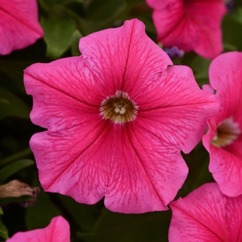 Petunia 'Pink' 