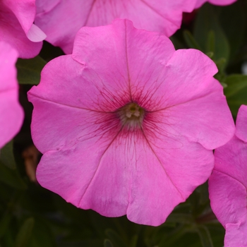 Petunia 'Pink Ice' 