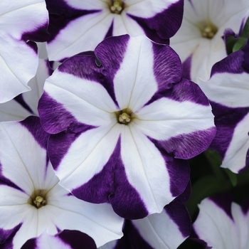 Petunia Sun Spun® 'Purple Star'