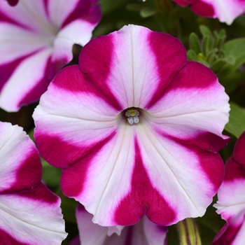 Petunia 'Raspberry Star' 