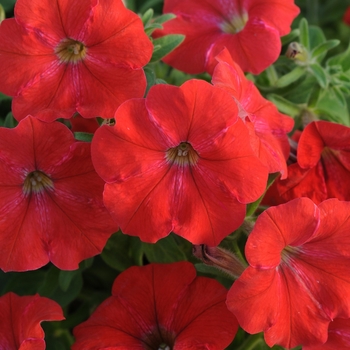 Petunia 'Red' 