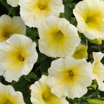 Petunia 'Yellow' 