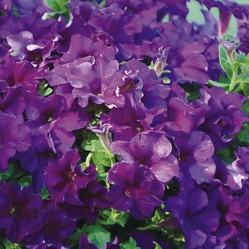 Petunia 'Purple Majesty' 