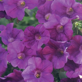 Petunia 'Amethyst'