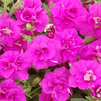 Petunia 'Summer Double™ Rose' 