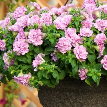 Petunia 'Summer Double™ Pink' 