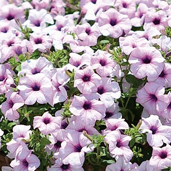 Petunia 'Sumo Glacial Pink' 