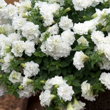 Petunia 'Summer Double™ White' 