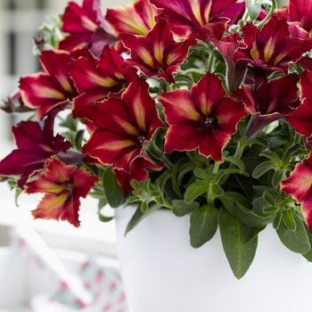 Petunia 'Mandeville' 